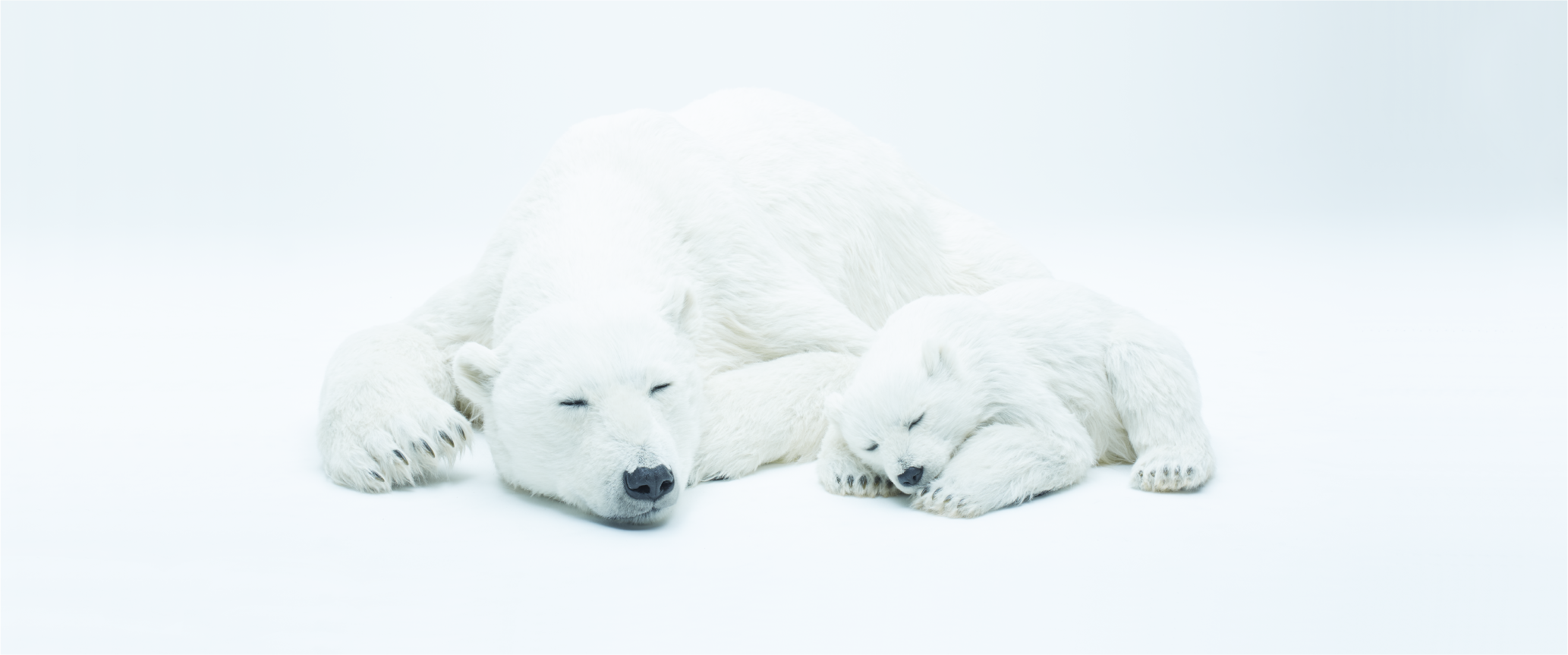 ANIMALS AS ART_jp_polar-bear