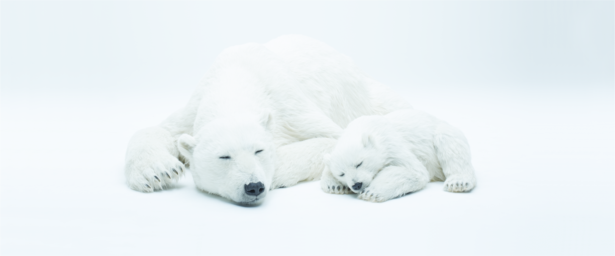 Animals As Art Jp Polar Bear